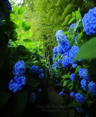 Hydrangea Alley...