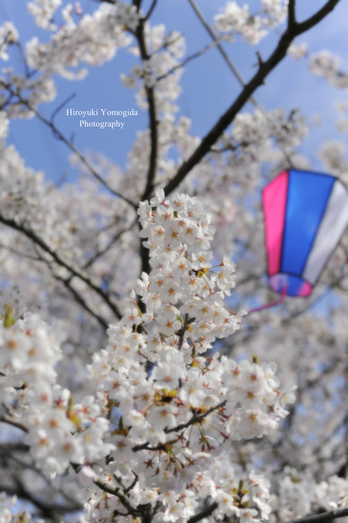 Spring full bloom...