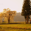 Golden spring...