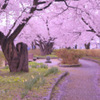 Spring promenade...