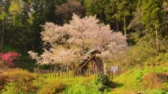 sakura road of dream