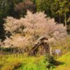sakura road of dream