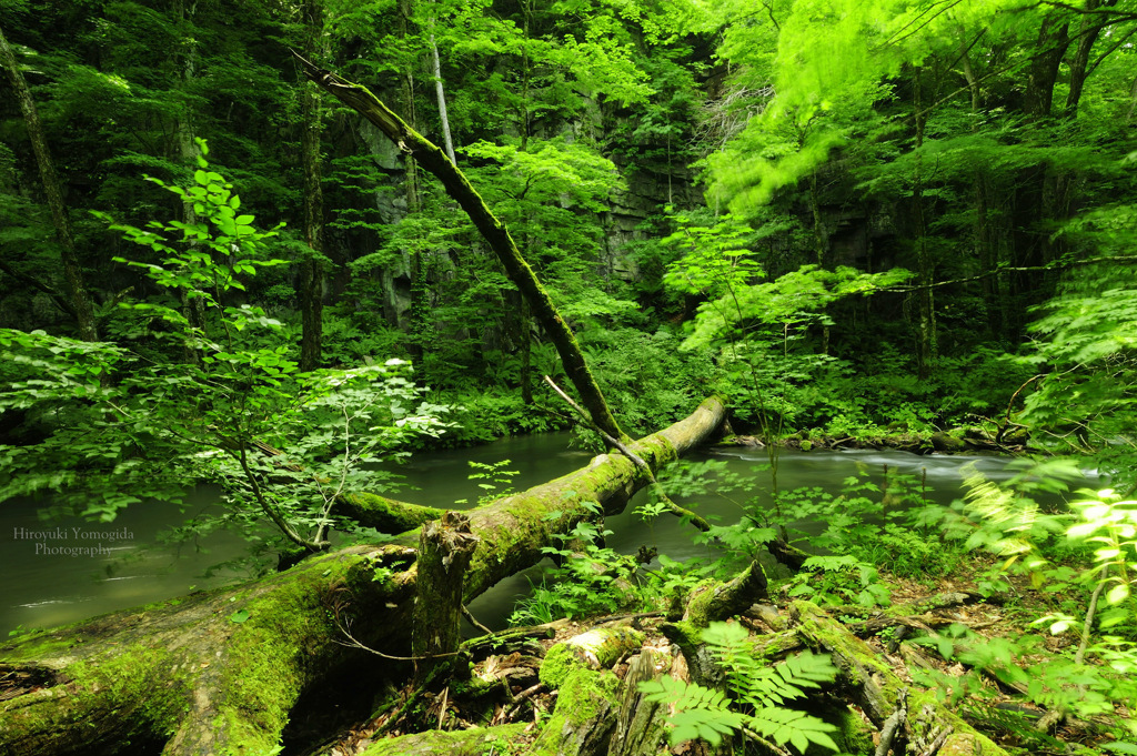 Dense forest...