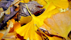 Fallen leaves