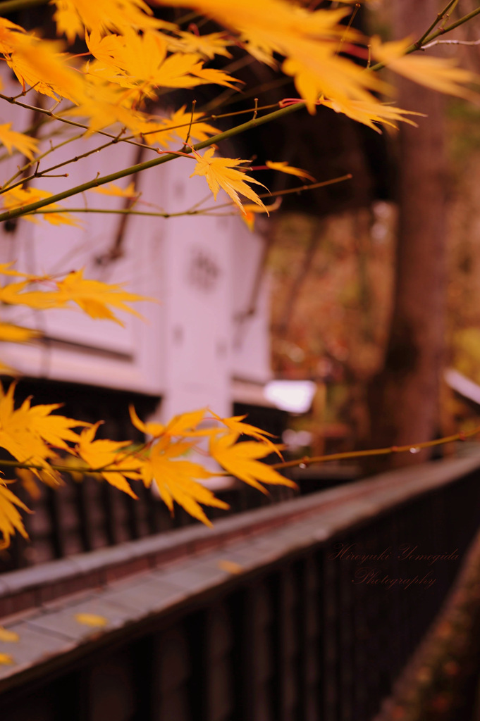 Autumn taste...