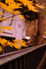 Autumn taste...
