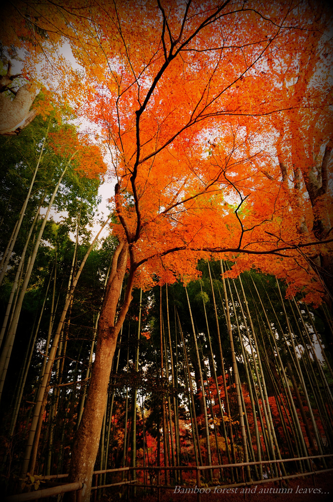 Bamboo forest and autumn leaves...