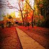 autumn leaves...