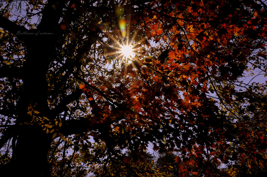 Brilliance of autumn...