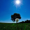 Dandelion and symbol tree...