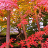 Japanese mind...