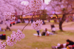 Sakura viewing...