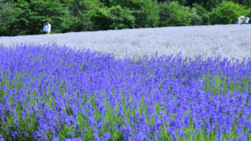 Lavender holiday...