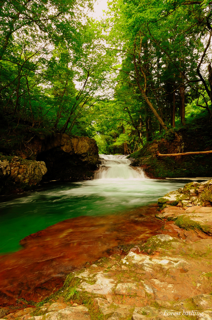 Forest bathing...