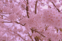 Sakura...Sakura