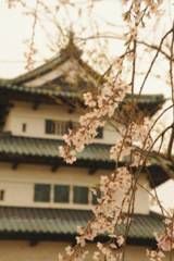 Sakura of old castle...