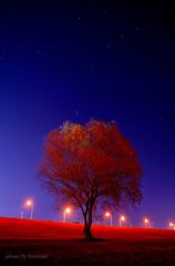 When You Wish upon a Star...