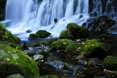 Moss and Fallen leaves...