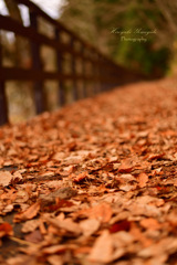 Autumn promenade...