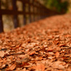 Autumn promenade...