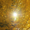 Autumn sunshine...