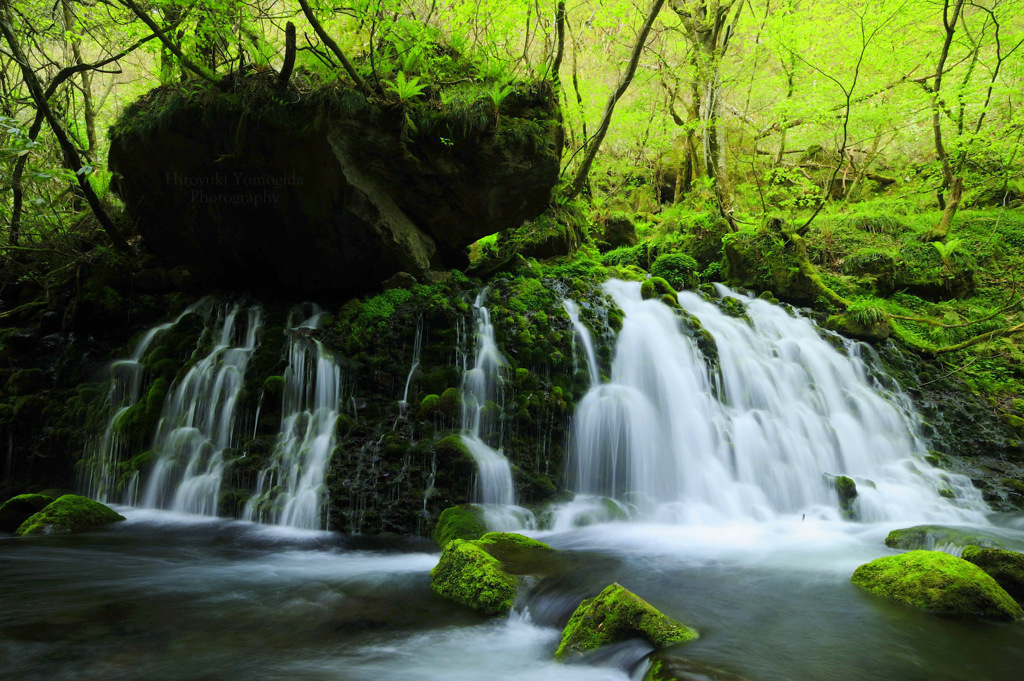 Brilliance of moss...