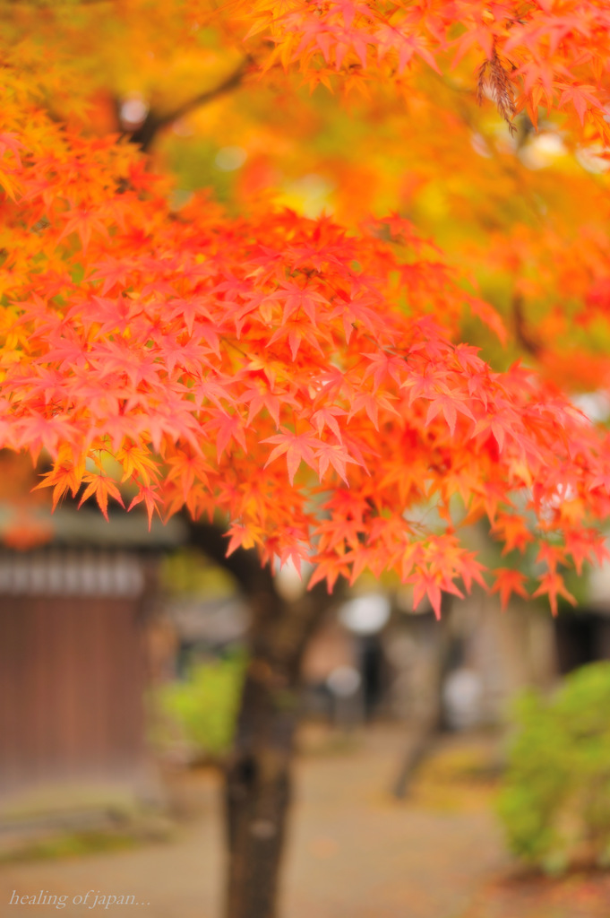 healing of japan...