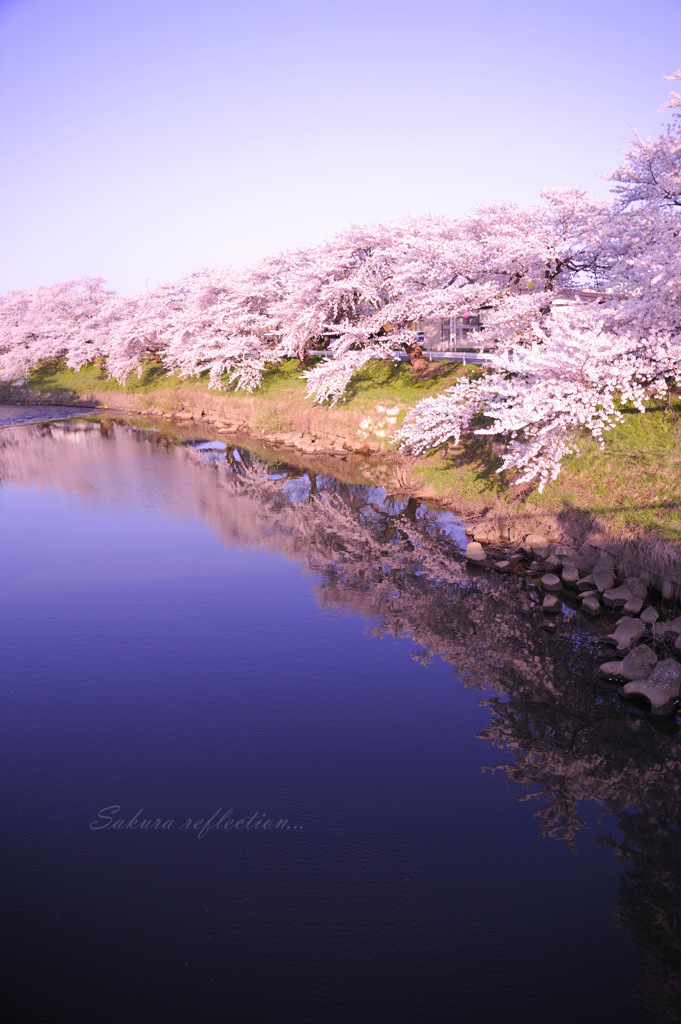 Sakura reflection...