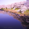 Sakura reflection...