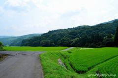 田舎道