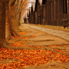 late autumn...