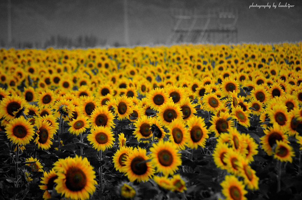 Hill of the sunflower