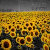 Hill of the sunflower