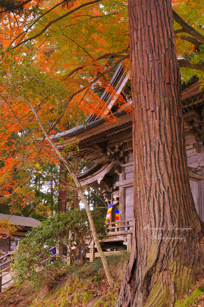 Sanctuary autumn...