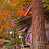 Sanctuary autumn...