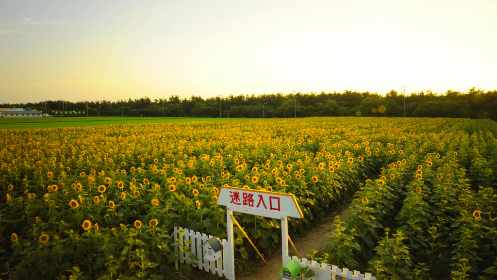 Maze entrance...