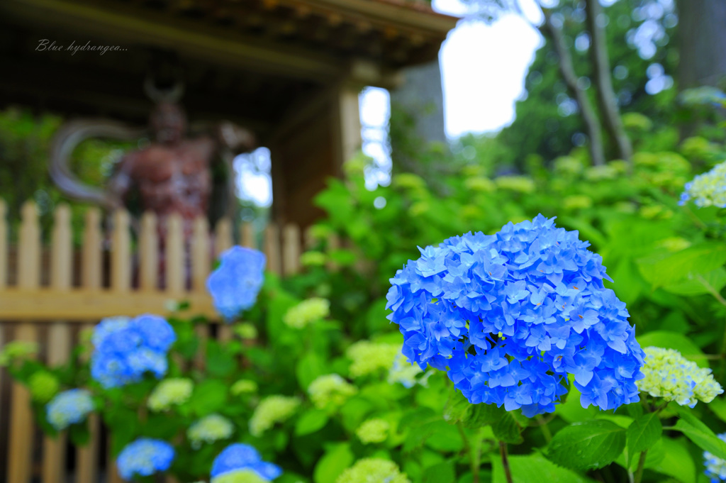 Blue hydrangea...