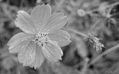 After the rain...