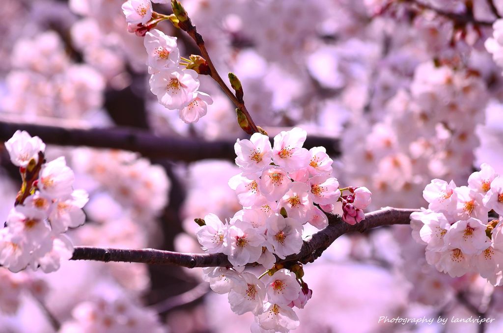 Spring joy