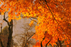 Fiery autumn...