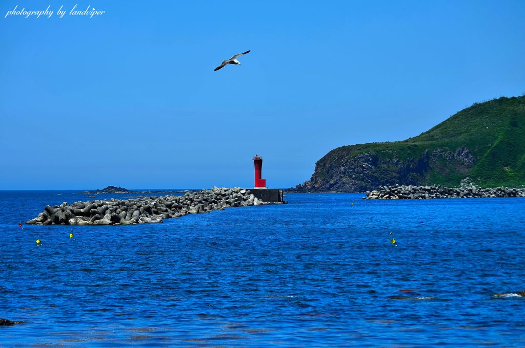 A gull flew