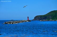 A gull flew