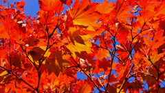 Autumnal tints...