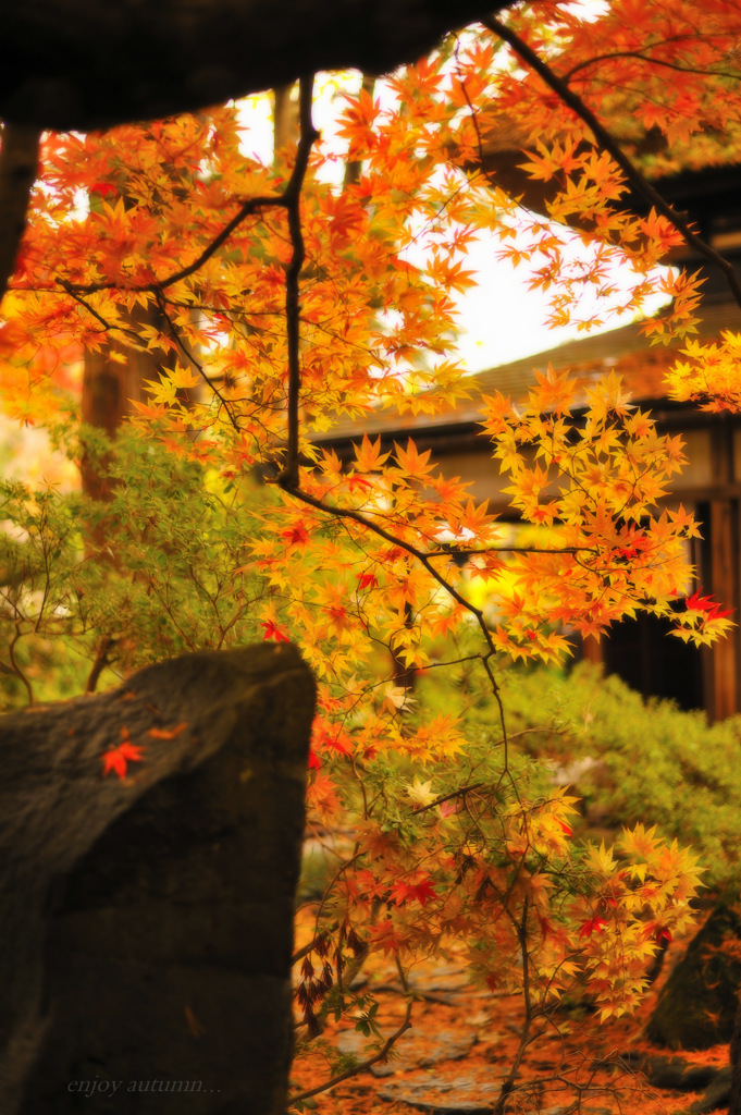 enjoy autumn...