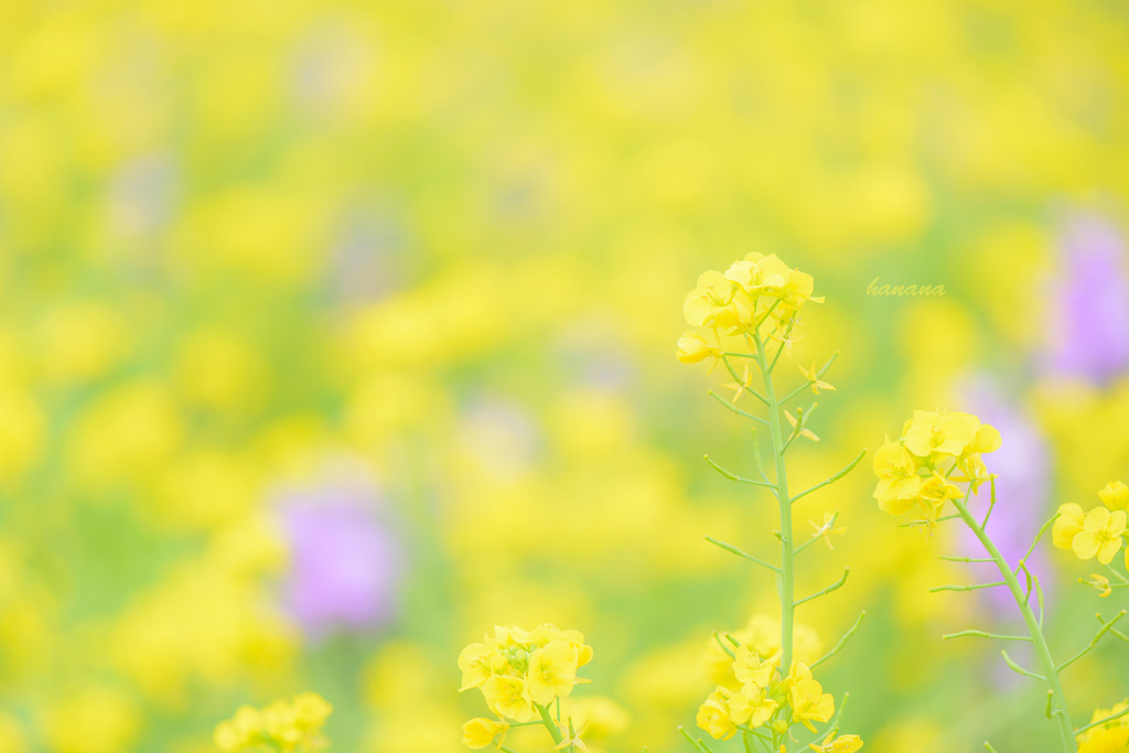 hanana☆yellow