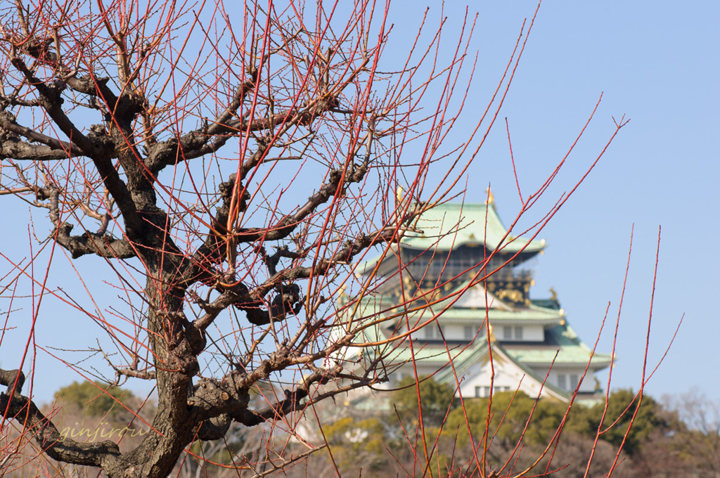 赤い針