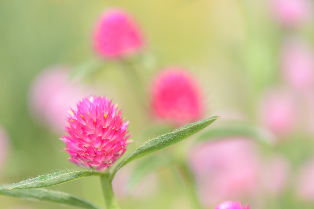 花いちご☆