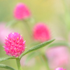 花いちご☆
