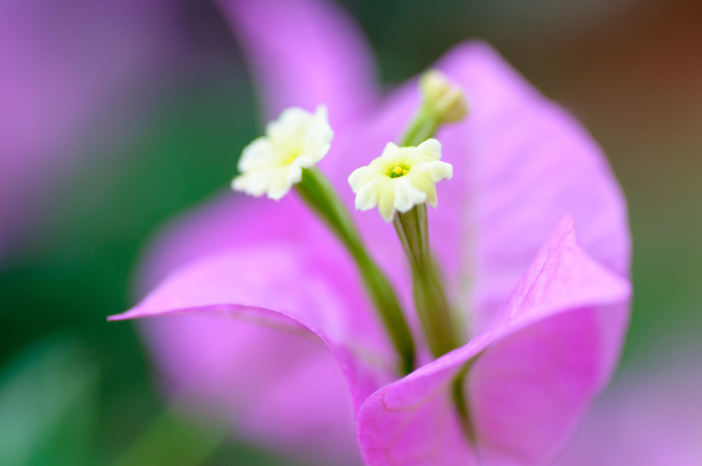 花噴火口（かふんかこう）