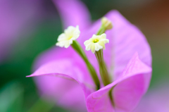 花噴火口（かふんかこう）